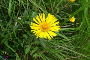 inula_britannica (2)3.jpg_product_product_product